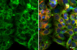 Anti-C6ORF134 antibody [GT42] used in Immunocytochemistry/ Immunofluorescence (ICC/IF). GTX641222