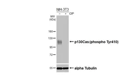 Anti-p130Cas (phospho Tyr410) antibody [HL3401] used in Western Blot (WB). GTX641238