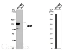 Anti-CD31 antibody [HL3414] used in Western Blot (WB). GTX641251