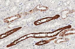 Anti-PGP9.5 antibody [HL3417] used in IHC (Paraffin sections) (IHC-P). GTX641259