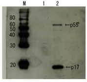 Anti-HIV1 p17 antibody used in Western Blot (WB). GTX64126