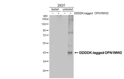 Anti-Opsin Red / Green antibody [HL3435] used in Western Blot (WB). GTX641277