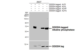 Anti-Alkaline Phosphatase antibody [HL3439] used in Western Blot (WB). GTX641312