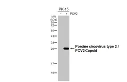 Anti-Porcine circovirus type 2 / PCV2 Capsid antibody [HL3443] used in Western Blot (WB). GTX641316