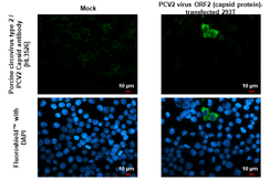Anti-Porcine circovirus type 2 / PCV2 Capsid antibody [HL3526] used in Immunocytochemistry/ Immunofluorescence (ICC/IF). GTX641423