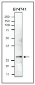 Anti-PCNA (S. cerevisiae) antibody used in Western Blot (WB). GTX64144