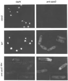 Anti-Ppa2 (S. pombe) antibody used in Immunocytochemistry/ Immunofluorescence (ICC/IF). GTX64145