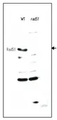 Anti-Rad51 (S. cerevisiae) antibody used in Western Blot (WB). GTX64149
