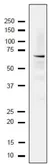 Anti-Rfa1 / Rpa1 (S. cerevisiae) antibody used in Western Blot (WB). GTX64151