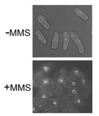 Anti-Rhp51 / Rad51 (S. pombe) antibody used in Immunocytochemistry/ Immunofluorescence (ICC/IF). GTX64153