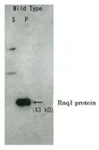 Anti-Rnq1 (S. cerevisiae) antibody used in Western Blot (WB). GTX64154