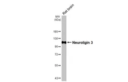 Anti-Neuroligin 3 antibody [HL3585] used in Western Blot (WB). GTX641556