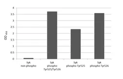 Anti-Syk (phospho Tyr525/Tyr526) antibody [HL3616] used in  (). GTX641591