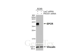 Anti-EPCR antibody [HL3619] used in Western Blot (WB). GTX641594