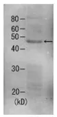 Anti-Rpn7 (S. cerevisiae) antibody used in Western Blot (WB). GTX64160