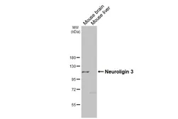 Anti-Neuroligin 3 antibody [GT65] used in Western Blot (WB). GTX641603