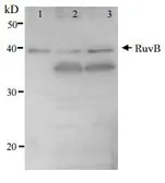 Anti-RuvB antibody used in Western Blot (WB). GTX64163
