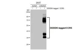 Anti-CCR5 antibody [HL3650] used in Western Blot (WB). GTX641641