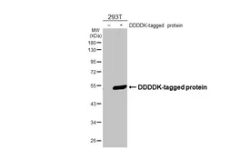 Anti-DDDDK tag antibody [M2-MS] (HRP) used in Western Blot (WB). GTX641655-01
