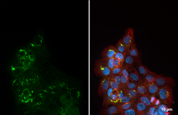 Anti-ORP8 antibody [HL3673] used in Immunocytochemistry/ Immunofluorescence (ICC/IF). GTX641701