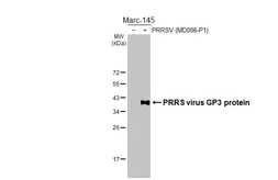 Anti-PRRS virus GP3 protein antibody [HL3675] used in Western Blot (WB). GTX641703