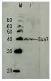 Anti-Sua7 / TFIIB (S. cerevisiae) antibody used in Western Blot (WB). GTX64172