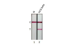 Anti-hCG beta antibody [GT75] used in Lateral Flow (Lateral Flow). GTX641720