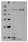 Anti-Taf6 (S. cerevisiae) antibody used in Western Blot (WB). GTX64180