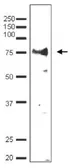 Anti-Taf7 (S. cerevisiae) antibody used in Western Blot (WB). GTX64181