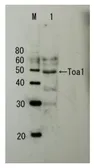 Anti-Toa1 (S. cerevisiae) antibody used in Western Blot (WB). GTX64185