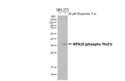 Anti-RPA32 (phospho Thr21) antibody [HL3692] used in Western Blot (WB). GTX641864