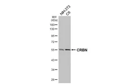 Anti-CRBN antibody [HL3695] used in Western Blot (WB). GTX641867