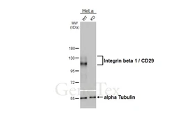 Anti-Integrin beta 1 / CD29 antibody [HL3715] used in Western Blot (WB). GTX641905