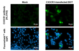 Anti-CX3CR1 antibody [HL3763] used in Immunocytochemistry/ Immunofluorescence (ICC/IF). GTX641962