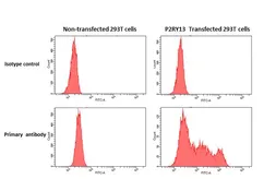 Anti-P2Y13 antibody [HL3775] used in Flow cytometry (FCM). GTX641974