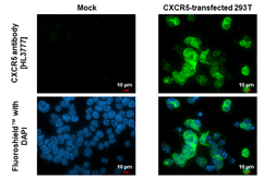 Anti-CXCR5 antibody [HL3777] used in Immunocytochemistry/ Immunofluorescence (ICC/IF). GTX641976