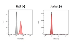 Anti-CXCR5 antibody [HL3778] used in Flow cytometry (FCM). GTX641977