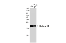 Anti-Histone H3 antibody [HL3803] used in Western Blot (WB). GTX642022