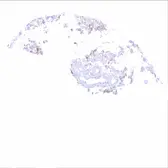 Anti-EGFRvIII antibody [HMV3805] HistoMAX&trade; used in IHC (Paraffin sections) (IHC-P). GTX642029