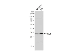 Anti-ALY antibody [HL3813] used in Western Blot (WB). GTX642037