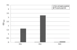 Anti-p90 RSK1 (phospho Ser380) + RSK2 (phospho Ser386) antibody [HL3818] used in  (). GTX642042