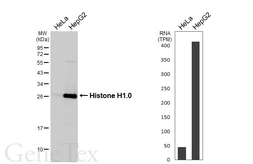 Anti-Histone H1.0 antibody [HL3841] used in Western Blot (WB). GTX642075