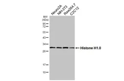 Anti-Histone H1.0 antibody [HL3841] used in Western Blot (WB). GTX642075