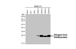 Anti-Dengue virus NS4B protein antibody [HL3844] used in Western Blot (WB). GTX642078