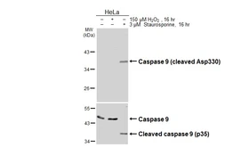 Anti-Caspase 9 (cleaved Asp330) antibody [HL3858] used in Western Blot (WB). GTX642096