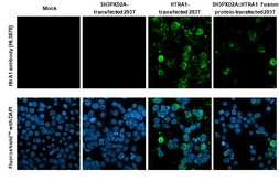 Anti-HtrA1 antibody [HL3878] used in Immunocytochemistry/ Immunofluorescence (ICC/IF). GTX642116