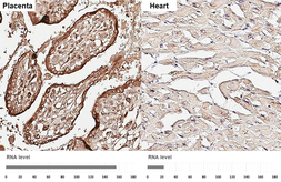 Anti-EFEMP1 antibody [HL3907] used in IHC (Paraffin sections) (IHC-P). GTX642148