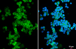 Anti-P2Y2 antibody [HL3922] used in Immunocytochemistry/ Immunofluorescence (ICC/IF). GTX642167