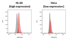 Anti-P2Y2 antibody [HL3923] used in Flow cytometry (FCM). GTX642168