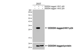 Anti-HIV1 p24 antibody [HL3935] used in Western Blot (WB). GTX642180